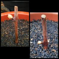 kampung-anggur----part-3