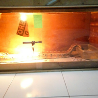 new-reptile-lounge---new-kaskus-------part-3
