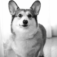 pencinta-welsh-corgi