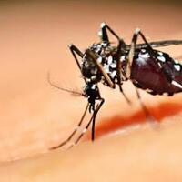 gatsuone-info--fakta-tentang-virus-zika-yang-meresahkan-dunia