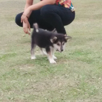 for-sale-husky-siberian-mix-doberman