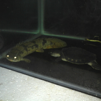 polypterus-aka-palmas-lounge-part-ii-ask-sharing--post-your-bichir-here---part-1