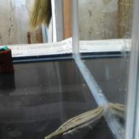 sharing-seputar-ikan-predator-ikan-buas---part-3