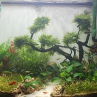 all-about-aquascape