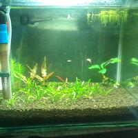 aquascape-for-everyone-learning-and-sharing---part-2