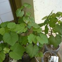 kampung-anggur----part-3