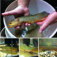 new--freshwater-fish-lounge---part-2