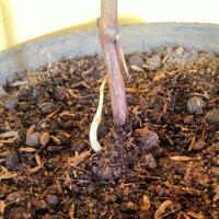 kampung-anggur----part-3