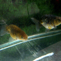 maskoki-ngomongin-semuanya-ttg-maskoki-yuk---part-5