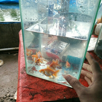 maskoki-ngomongin-semuanya-ttg-maskoki-yuk---part-5