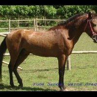 8-jenis-kuda-terbaik-di-dunia