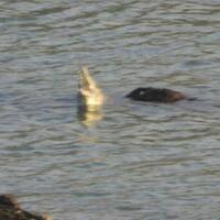 warga-mamuju-tangkap-buaya-3-meter-pakai-jala-ikan