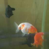 maskoki-ngomongin-semuanya-ttg-maskoki-yuk---part-5