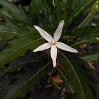 android-photography----part-1