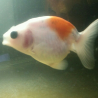 maskoki-ngomongin-semuanya-ttg-maskoki-yuk---part-5