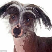 inikah-balon-dki-1-yang-akan-jegal-ahok-ahok--yg-penting-nikita-mirzani-pilih-saya