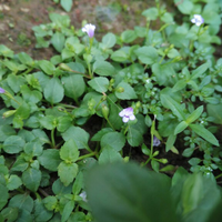 sharing-hasil-jepretan-kamera-smartphone-yuk-gan