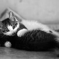 cinta-di-mana-mana-kucing-ini-buktikan-mereka-juga-bisa-romantis
