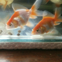 maskoki-ngomongin-semuanya-ttg-maskoki-yuk---part-5