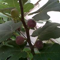 pohon-tin-pohon-ara-buah-tinbuah-ara-untuk-cancer-dan-collesterol-tinggi---part-2