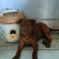 the-american-pitbull-lover039s---part-5