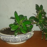 bonsai-kaskus-reborn--forum-sharing--diskusi-seputar-seni-bonsai-indonesia