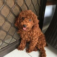 help-red-toy-poodle-hilang
