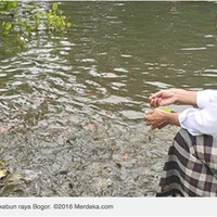 hibur-diri-jokowi-beri-makan-ikan-di-sungai-kebun-raya-bogor