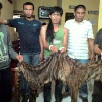 harimau--bongkar-perdagangan-harimau-sumatra