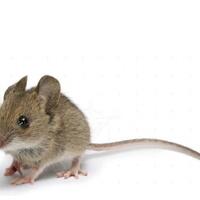 kisah-pilu-bayi-tewas-dimakan-tikus-di-rumah-sakit