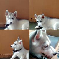 new-siberian-husky-lovers---read-page-1-for-update---part-2