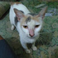 3-boy-kucing-dirumah-gw-induknya-pergi