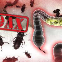 broadcast-semut-jepang-jadi-obat-diabetes-namun-membahayakan-usus