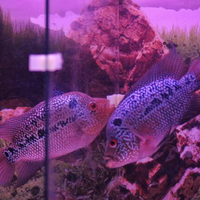 new-all-about-louhan