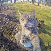 trend-foto-kucing-selfie-dengan-go-pro