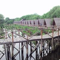 wisata-alam-hutan-mangrove-pik-jakarta