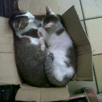 5-alasan-kucing-suka-ngumpet