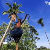 kampung-tradisional-dokar-yg-eksotis-di-maumere-flores