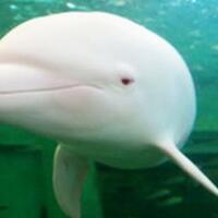 5-hewan-ini-punya-kehidupan-seks-jauh-lebih--ganas--dari-manusia