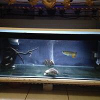 sharing-seputar-ikan-predator-ikan-buas---part-3