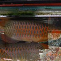 arowana--new-thread----part-1