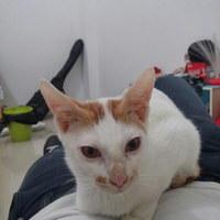 thread-hibah-adopsi-peliharaan-dan-kehilangan---part-3