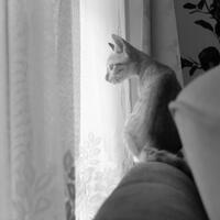 kavling-fujifilm-reborn