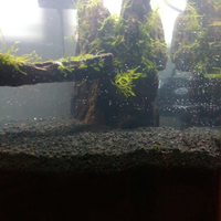 aquascape-for-everyone-learning-and-sharing---part-2