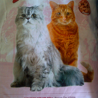 1769-all-about-cat-food-dry-food-kibble---wet-food-canned-1769