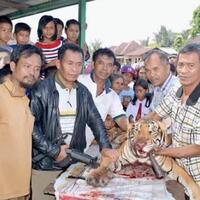 biadab-harimau-sumatera-ini-disembelih-dan-dagingnya-dibagi-bagikan-ke-warga-desa