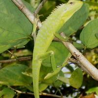 gaya--binatang-bertahan-hidup