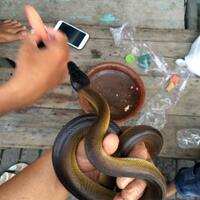 gapura-reptil-indonesia