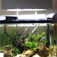 aquascape-for-everyone-learning-and-sharing---part-2