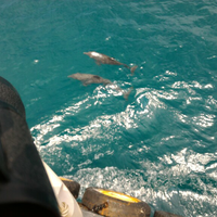 7-lautan-penuh-lumba-lumba-ini-ada-di-indonesia